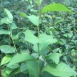 پایه رویشی ماکسیما