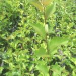 پایه رویشی گیزلا