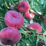 نهال هلو انجیری