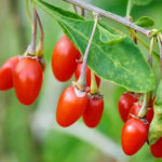 نهال گوجی بری