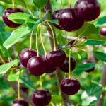 نهال آلبالو